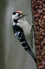 Lesser_Spotted_Woodpecker_labanoras_1.jpg