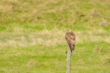 Swainson's Hawk-1.jpg