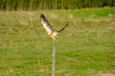 Swainson's Hawk-2.jpg