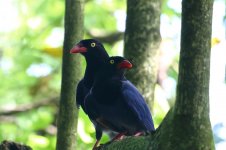 blue magpie pair.JPG