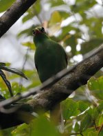 bornean green magpie.jpg