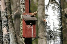 Wrynecks_lab_1.jpg