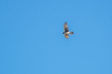 Swainson's Hawk-6.jpg