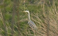 Grey Heron 001.JPG