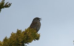 Dunnock 002.JPG