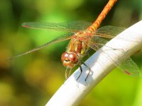 common darter ex IMG_2186 (1000).JPG