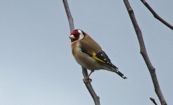 Goldfinch 002.JPG