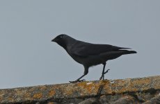 Jackdaw 003.JPG