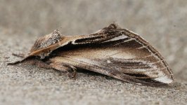 Lesser Swallow Prominent 002.JPG