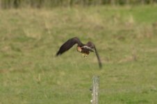 Swainson's Hawk-7.jpg