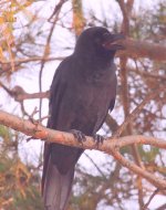 Corvus macrorhynchos mandschuricus 1.jpg