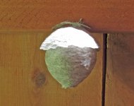 wasp-nest-.jpg