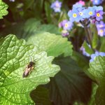 Andrena sp.jpg