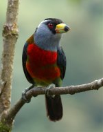 toucan barbet potrait.jpg