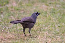 Kokako nz 1.jpg