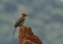 red and yellow barbet on termite mound.JPG