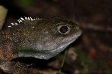 Tuatara nz 1.jpg