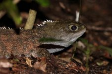 Tuatara nz 2.jpg