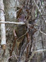 Tree Weta nz 1.jpg