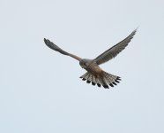 Kestrel_Girdle Ness_030420a.jpg