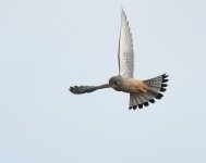 Kestrel_Girdle Ness_030420b.jpg