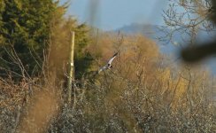 Shelduck 001.JPG