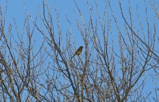 Greenfinch 001.JPG