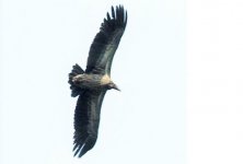Vulture Népal .jpg