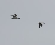 Shelduck_Girdle Ness_300420a.jpg