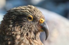 Kea nz 6.jpg