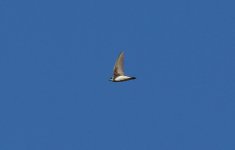 Sand Martin 001.jpg