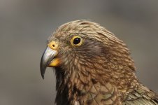 Kea nz 5.jpg