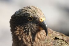 Kea nz 8.jpg