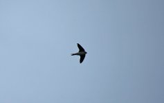 House Martin 003.JPG