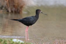 Black Stilt nz 1.jpg