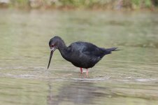 Black Stilt nz 2.jpg