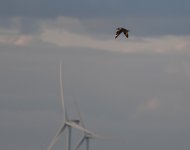 Great Skua_Girdle Ness_260720a.jpg