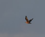 Great Skua_Girdle Ness_260720b.jpg