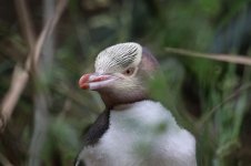 Yellow-eyed Penguin nz 2.jpg