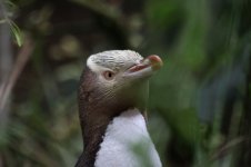 Yellow-eyed Penguin nz 3.jpg