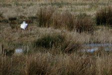 IMG_1773 Distant Spoonbill (Crop).jpg