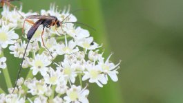 IMG_9356a wasp 4 Jul 2020 Blakehill.jpg