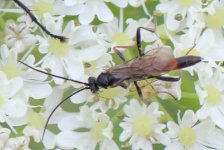 IMG_9346a wasp 4 Jul 2020 Blakehill.jpg