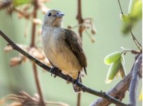 SC Flowerpecker.jpg