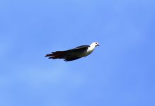 great cuckoo dove in flight.JPG