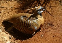 spinifex pigeon.JPG