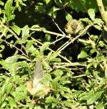 Both Goldcrests.jpg