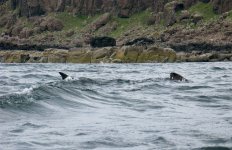 08050079 Basking Shark-2.jpg