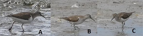 Sandpipers 26jul20 Q.jpg