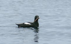 09060093 Black Guillemot-2.jpg